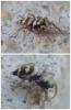 Heliophanus sp.